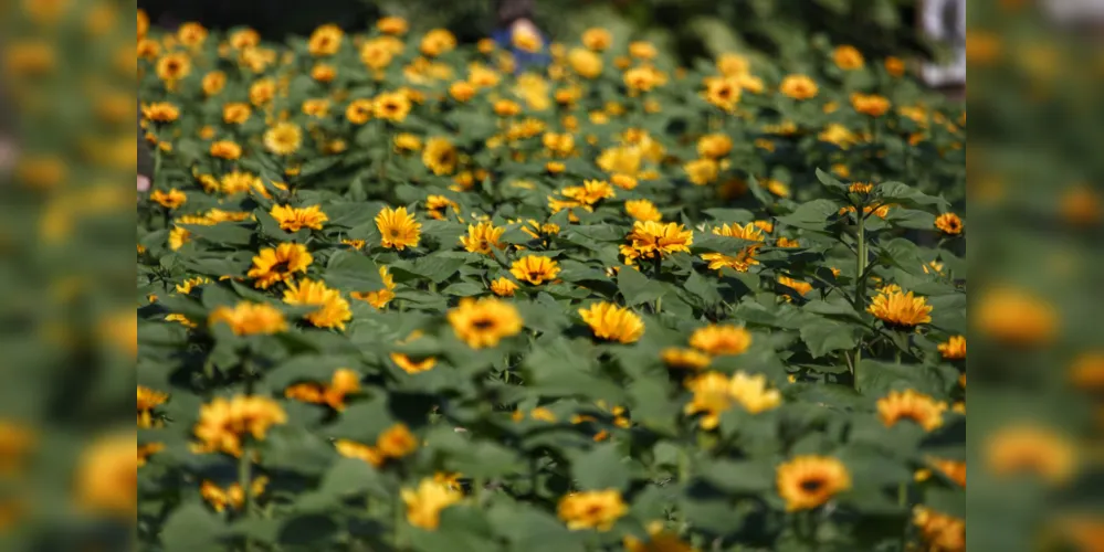 O Dia das Mães, celebrado no segundo domingo de maio, é uma data historicamente ligada às flores.