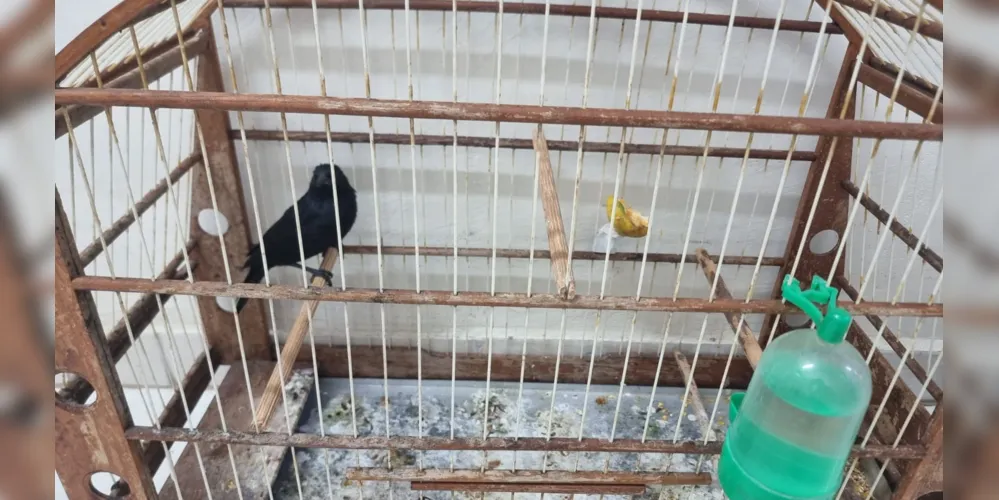 Polícia Civil de Ponta Grossa cumpriu mandado de busca domiciliar e apreendeu pássaros cridos em situação irregular