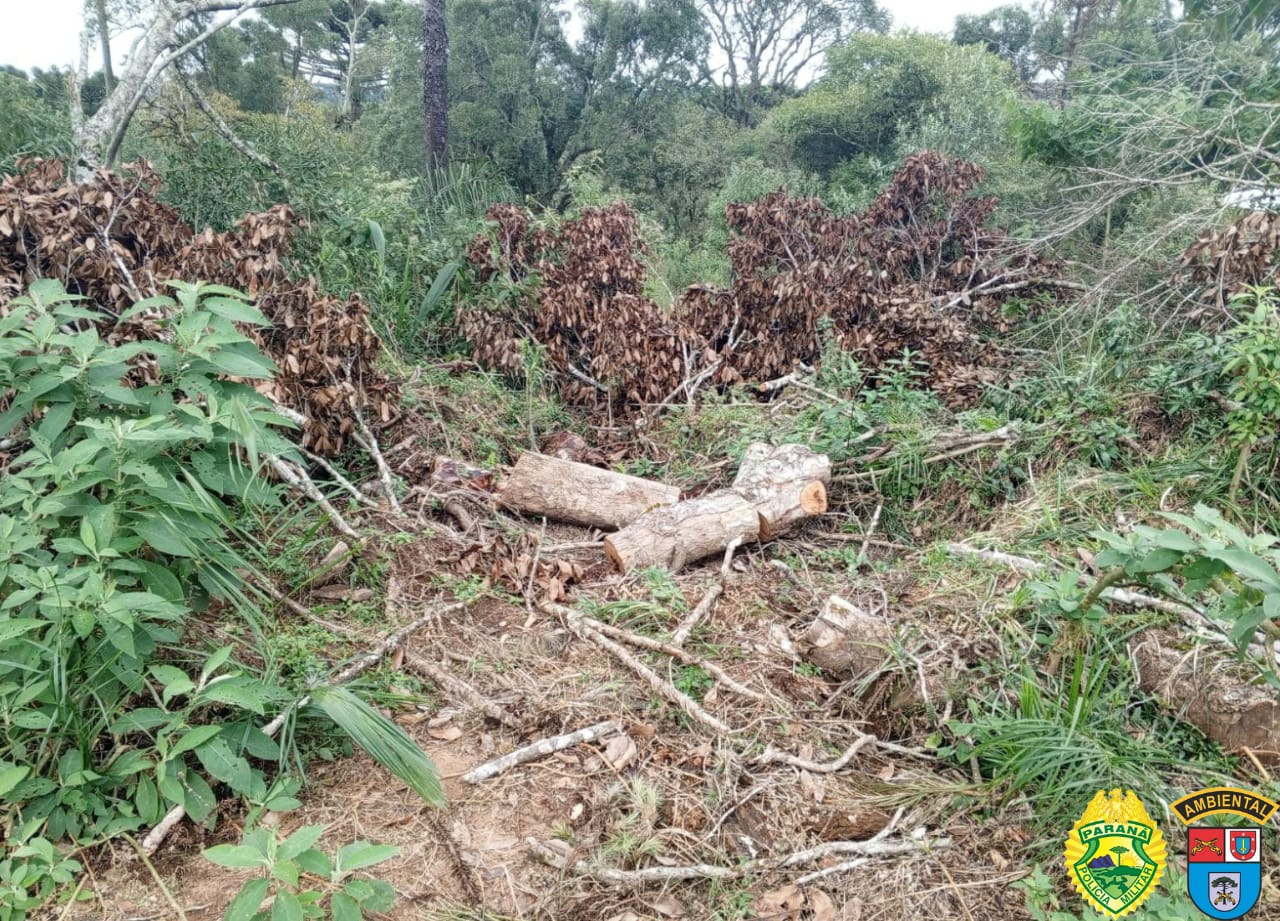 Destruição de vegetação nativa foi constatada em área de 6,29 hectares
