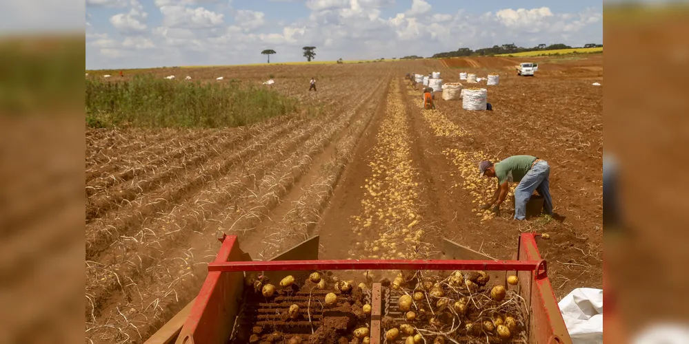 Na Ceasa Curitiba, a saca da batata comum ficou em R$ 120,00, valor estável em relação a junho