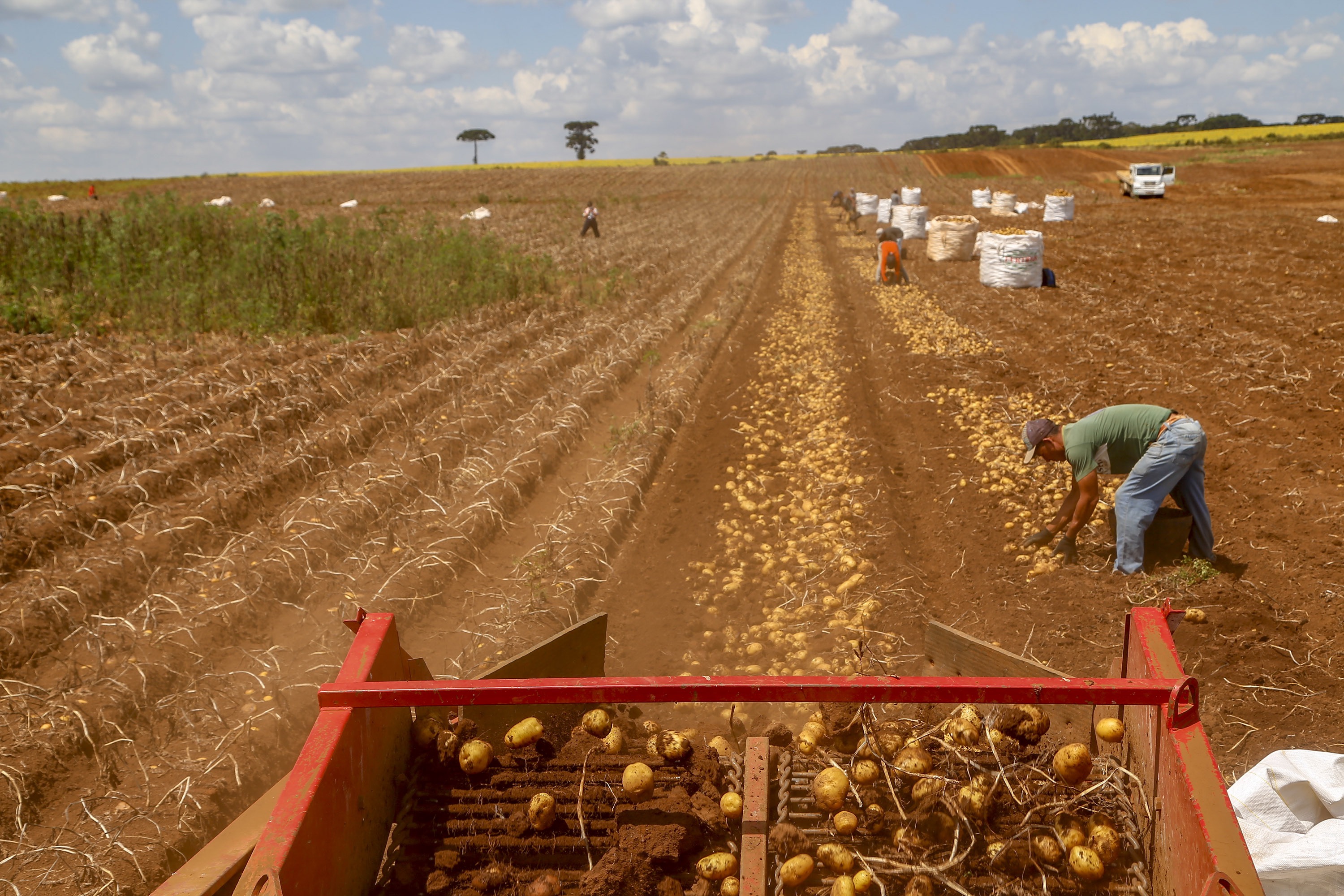 Na Ceasa Curitiba, a saca da batata comum ficou em R$ 120,00, valor estável em relação a junho