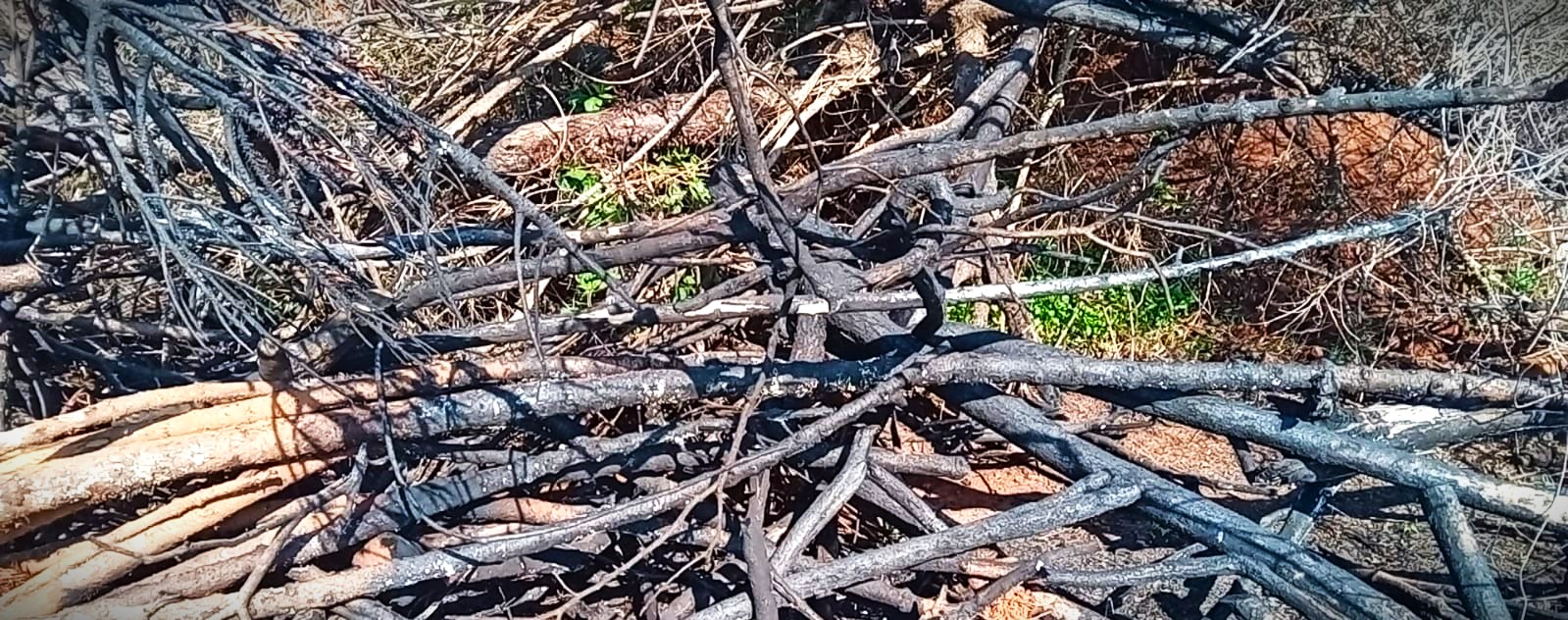 Destruição de vegetação nativa foi denunciada à polícia ambiental