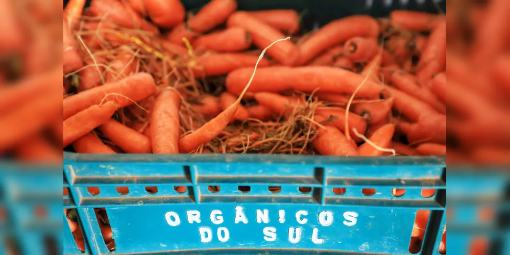 Valor Bruto de Produção (VBP) da cenoura chegou em R$ 312,9 milhões no ano passado