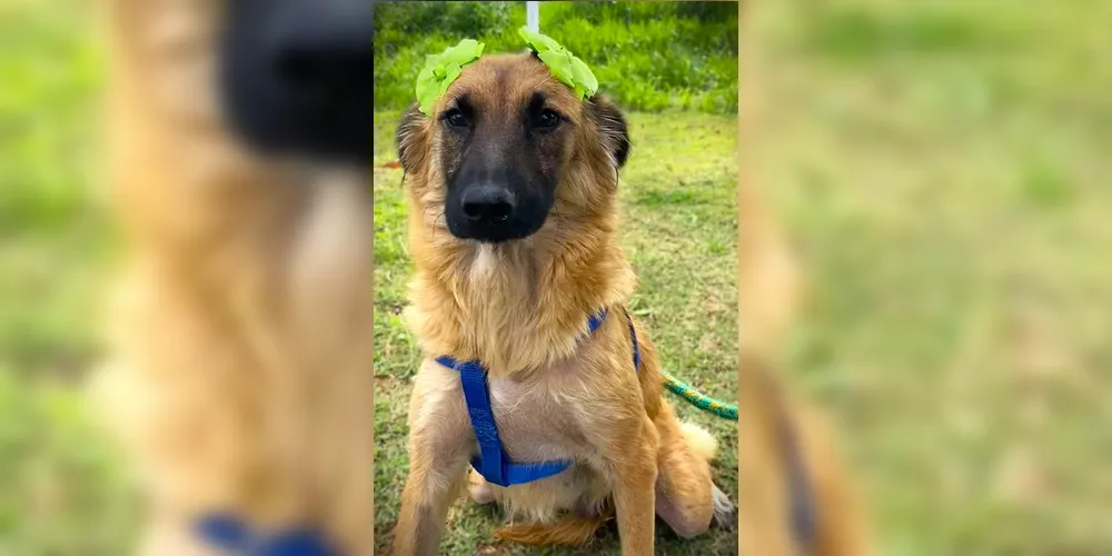 Feira de Adoção com os pets acontecerá das 14h às 18h