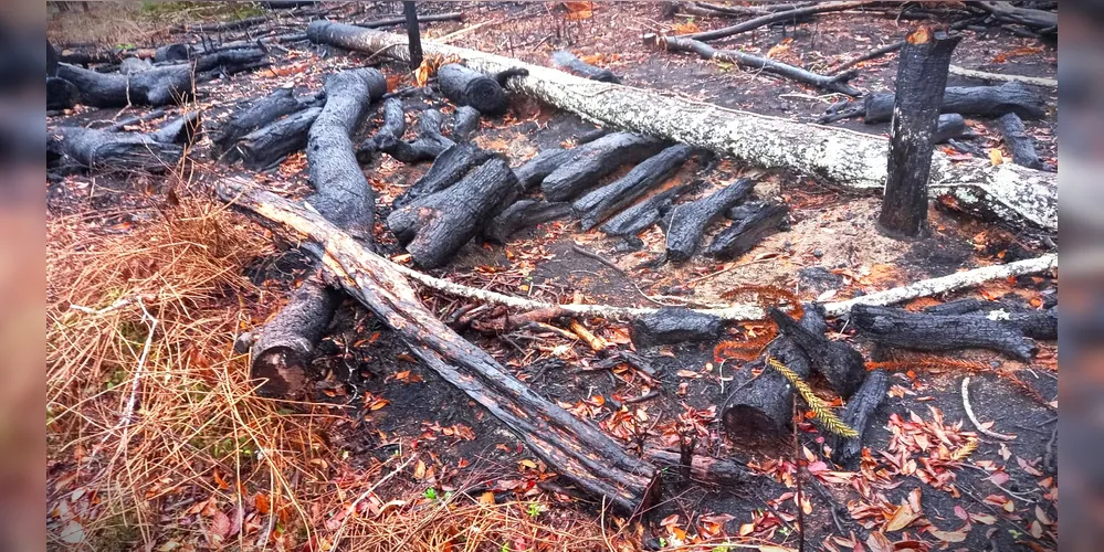 Floresta nativa do bioma Mata Atlântica foi destruída