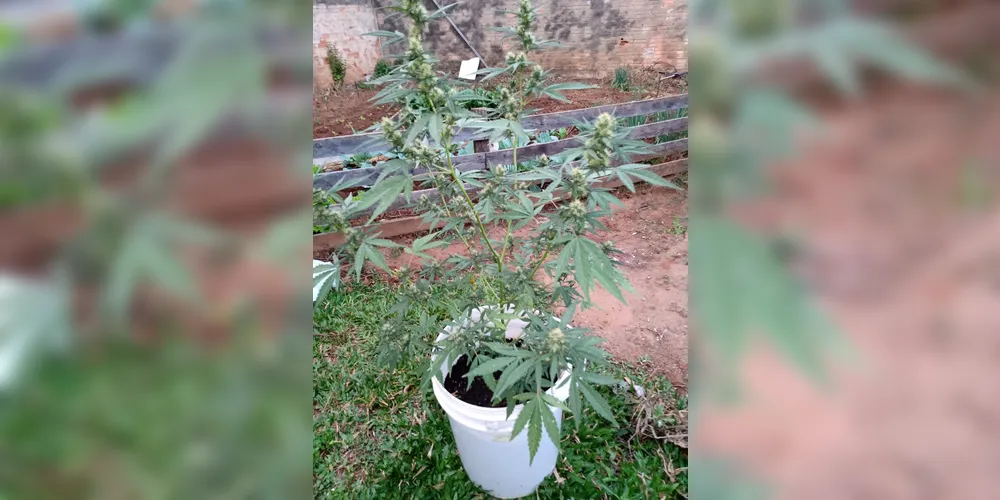 Foram encontradas sementes de maconha, além de plantas da mesma espécie.