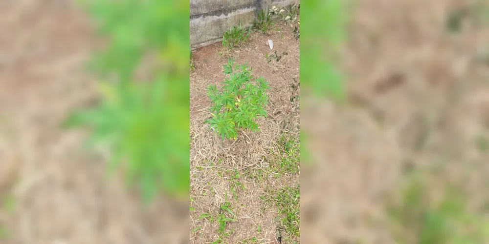 Equipe encontrou pé de maconha na casa