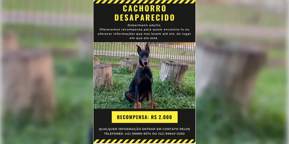 Imagem ilustrativa da imagem Família oferece recompensa para quem encontrar cão desaparecido em PG