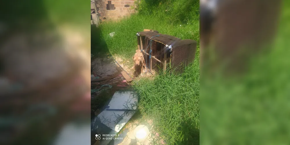 Cachorro recebeu avaliação de uma veterinária