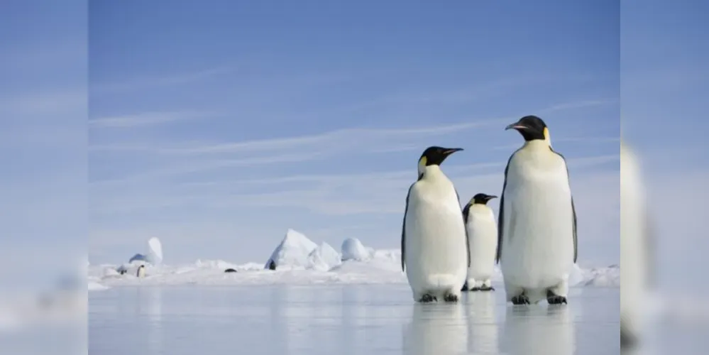 Pinguins só colocam um ovo por estação, atrapalhando suas possibilidades reprodutivas