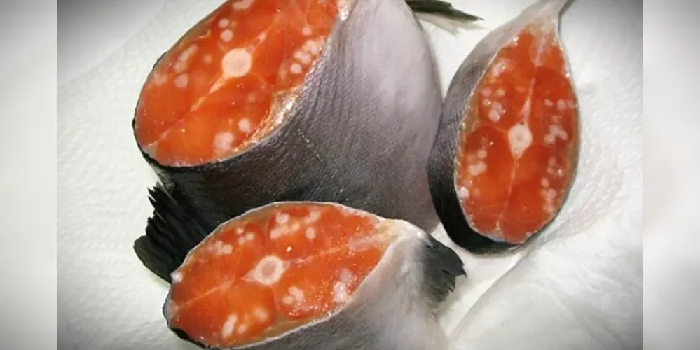 Carne de salmão infectada com o parasita H. salminicola