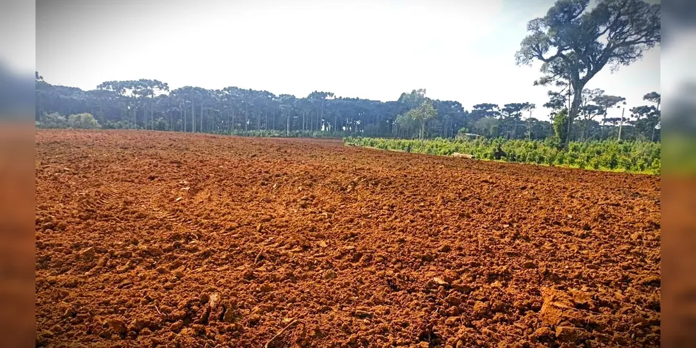 Imagem ilustrativa da imagem Homem é autuado em R$ 100 mil por crime ambiental em São Mateus do Sul