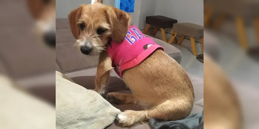 Cadela morre após ser atropelada em Ponta Grossa