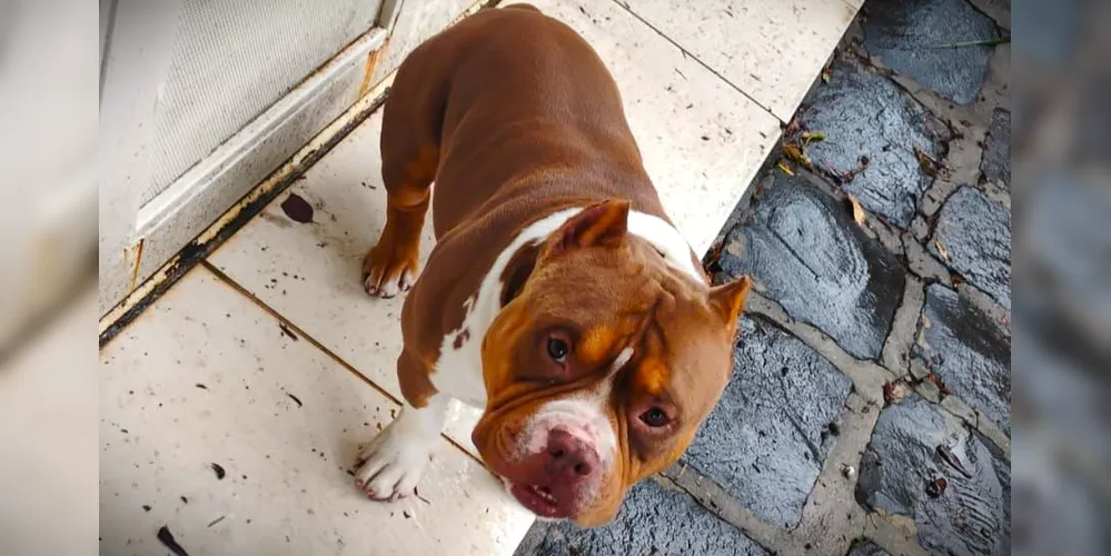 Imagem ilustrativa da imagem Cachorro de criança autista desaparece em PG; família pede ajuda