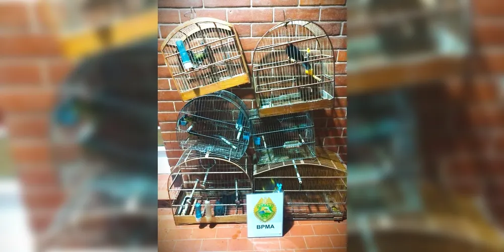 Nove aves silvestres estavam em gaiolas