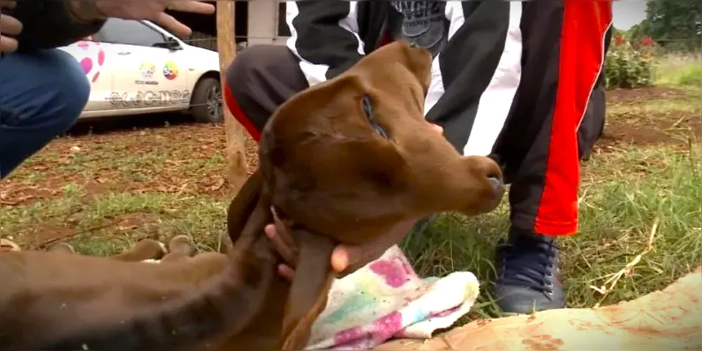 Animal já tem alguns dias de vida