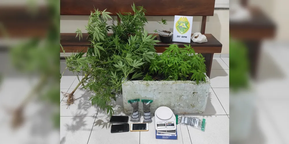 Imagem ilustrativa da imagem Após disparo de arma de fogo, PM encontra 78 pés de maconha em residência de suspeito