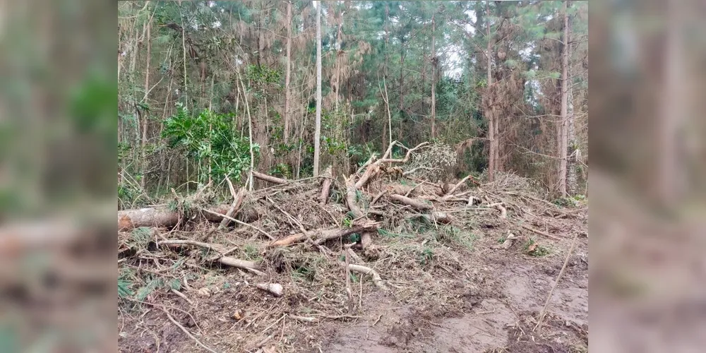 Imagem ilustrativa da imagem Homem é preso e autuado em R$ 7 mil por crime ambiental em Irati