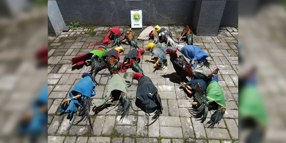 No total, 16 galos foram apreendidos
