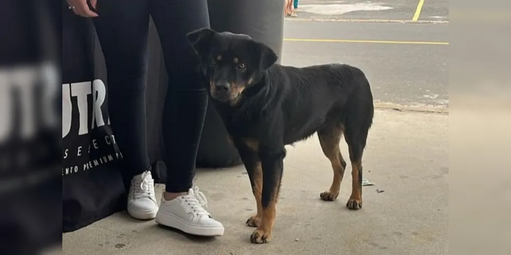 Cão era carinhosamente chamado de 'Chico'