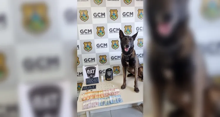 Cão utilizado na ação