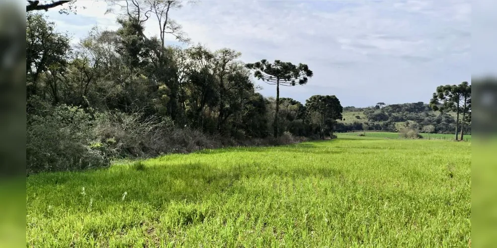 Área com vegetação nativa conservada