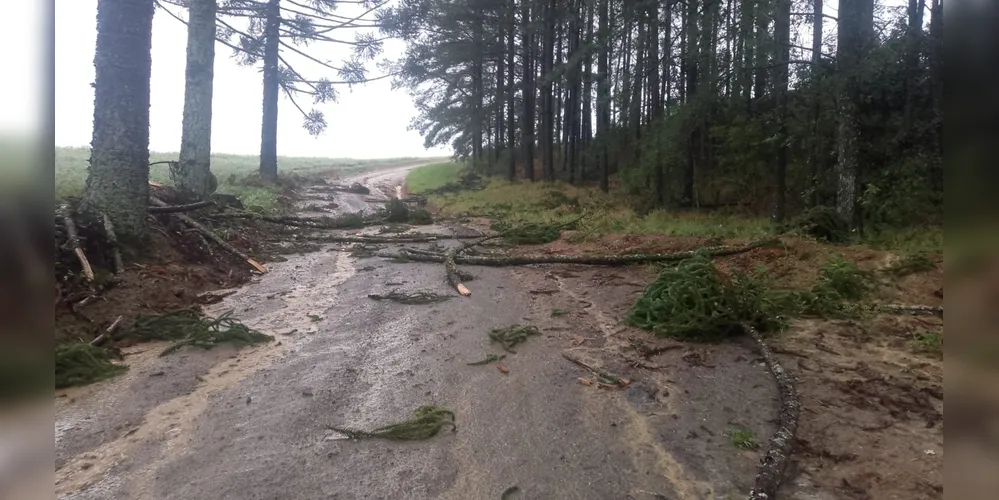Estrada ficou tomada por galhos de árvores após tempestade