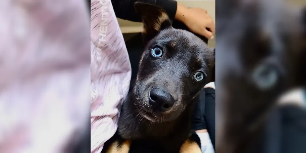 A cadela está desaparecida desde a última quinta-feira (9)