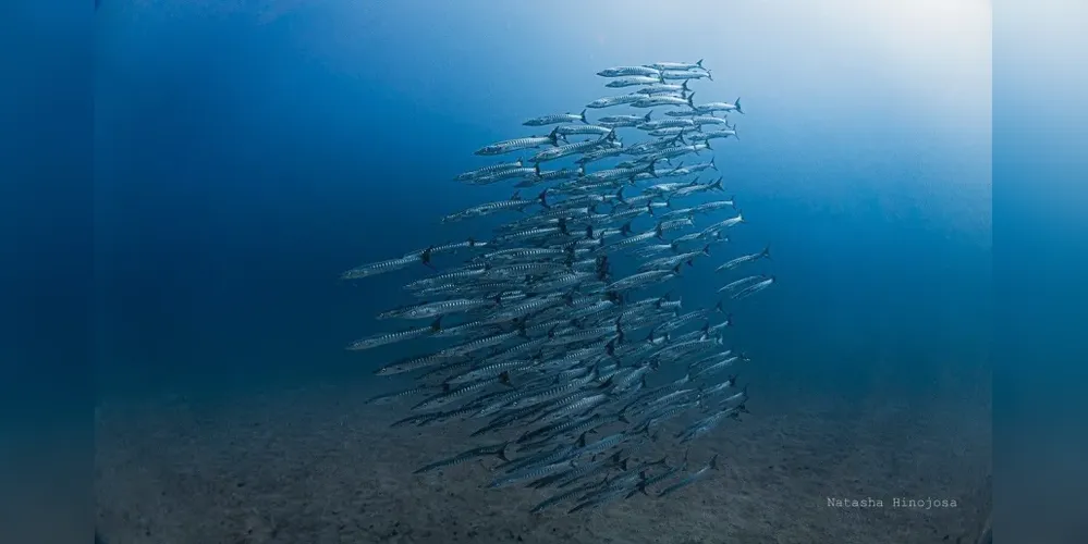 Eventos de ressurgência dão suporte à pesca altamente produtiva e ajudam a proteger os recifes de corais do estresse térmico
