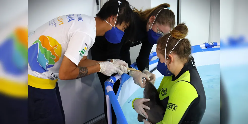 Equipe realizou os primeiros procedimentos de suporte ao animal