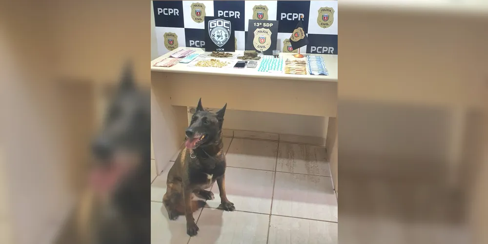Cão farejador Bolt que auxiliou os agentes nas buscas