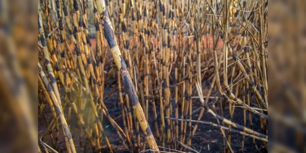 Seca contribui para queda na produção de cana no país de acordo com previsão do Conab