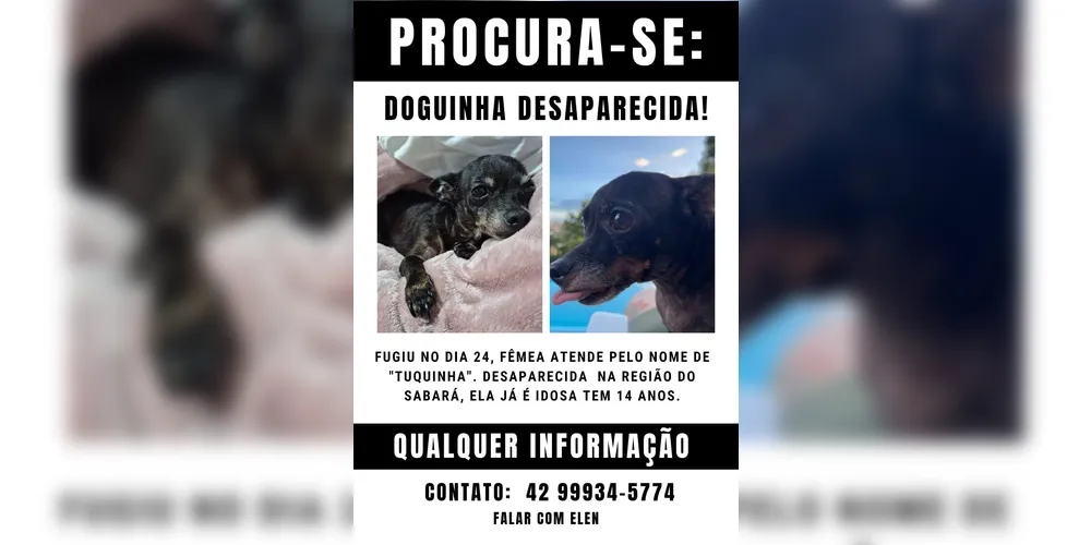 Imagem ilustrativa da imagem Pinscher idosa desaparece na região do Chapada, em Ponta Grossa