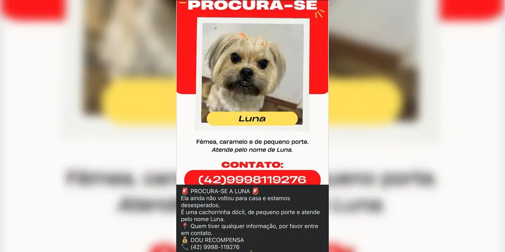 Imagem ilustrativa da imagem Cachorrinha desaparece após se assustar com fogos em Ponta Grossa