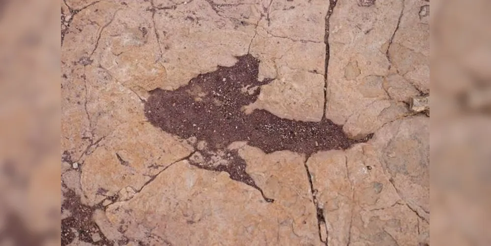 Pegadas deixadas por dinossauros há cerca de 66 milhões de anos
