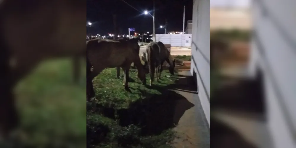 Imagem ilustrativa da imagem Moradores reclamam de cavalos soltos em ruas de condomínio em Ponta Grossa