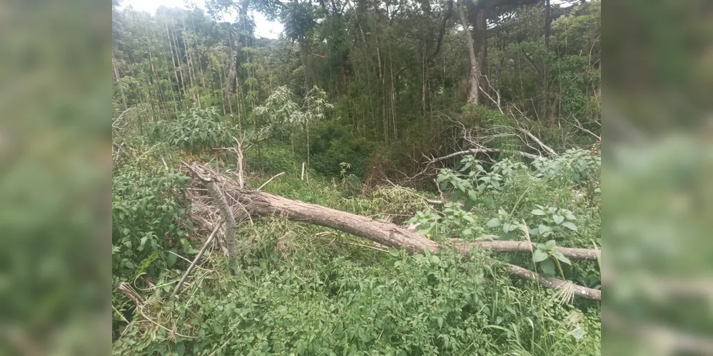Área desmatada após ação do proprietário