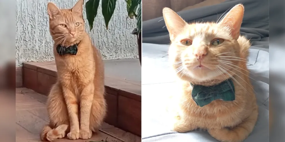 Felipe, gato desparecido na região da Colônia Dona Luiza