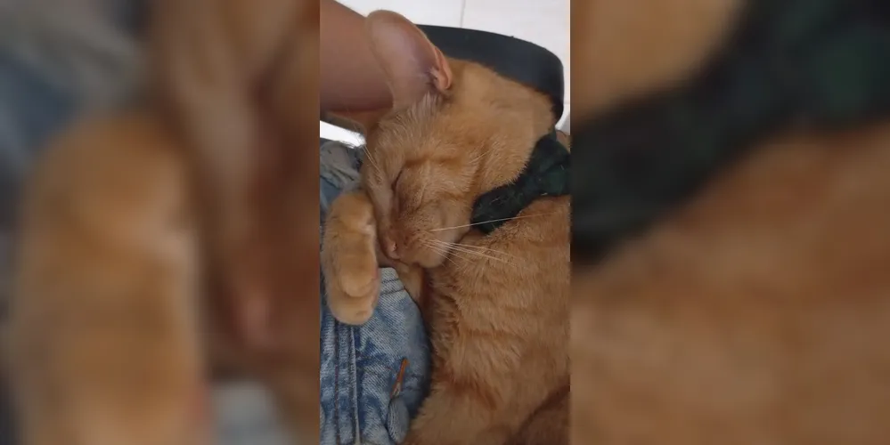 Felipe, gato desparecido na região da Colônia Dona Luiza