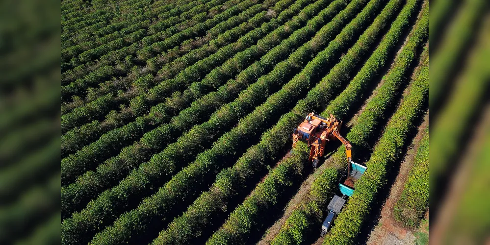 Plantação de café em Carlópolis. 07/2021