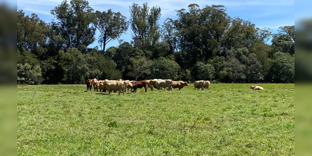 Registro de evento de integração lavoura-pecuária na Fazenda Modelo.