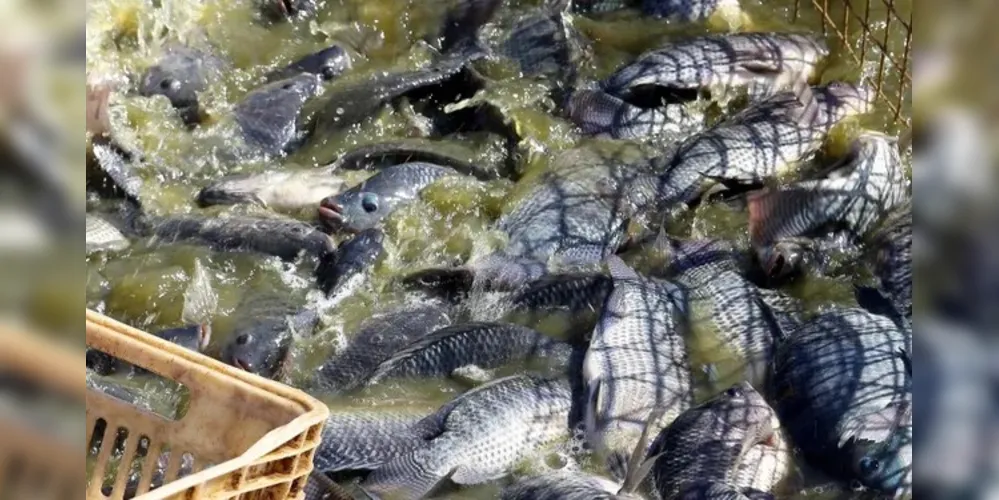 Estado do Paraná é líder em produção nacional