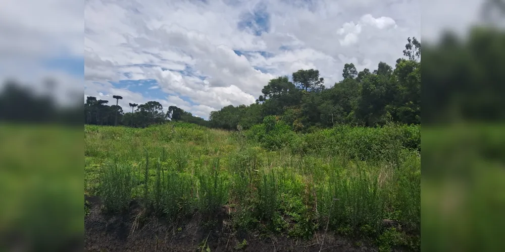 Imagem ilustrativa da imagem Proprietário é multado por desmatamento irregular em São Mateus do Sul