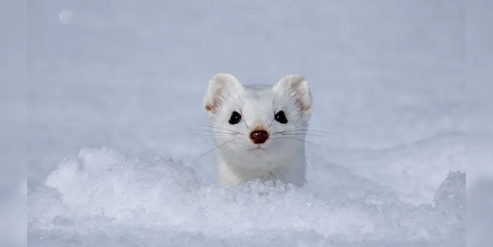 Imagem ilustrativa da imagem Como assistir ao Brasil nas Olimpíadas de Inverno 2026? Veja guia com datas e horários