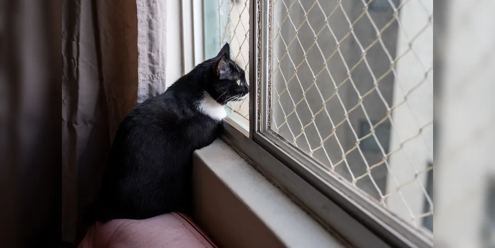 Gatos e cães são potenciais predadores de morcegos e possuem indicação de vacinação contra a raiva