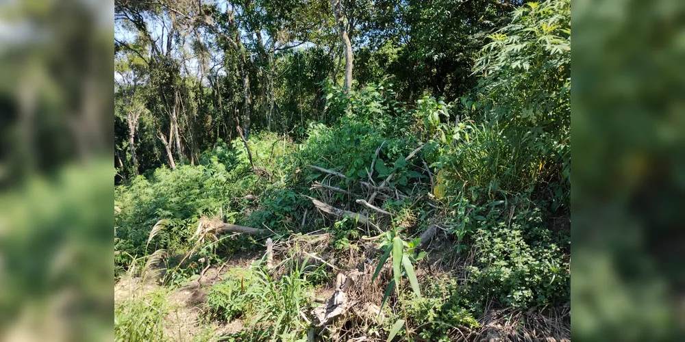 Área desmatada em zona rural de Ortigueira