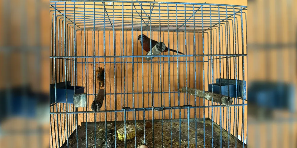 Ave silvestre mantida em cativeiro