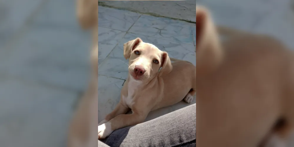A cadela Cristal não tem um ano de idade; suas características são a cor caramelo, olhos castanhos claros, comportamento dócil. Ela pode estar maior do que aparenta na foto enviada à Redação.