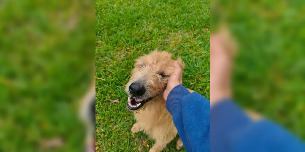 A foto mostra um dos cães comunitários cuidados pelo projeto da UEPG.