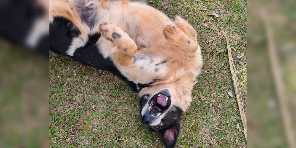O registro mostra um dos cães cuidados pelos alunos do projeto comunitário na UEPG.